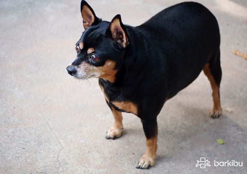 Como bajar de peso a tu perro